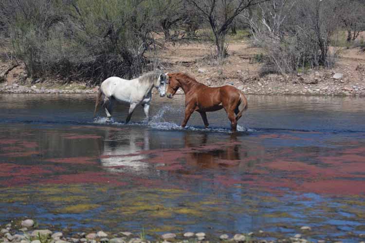 mustangs